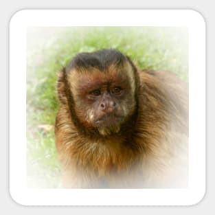 Tufted capuchin Sticker